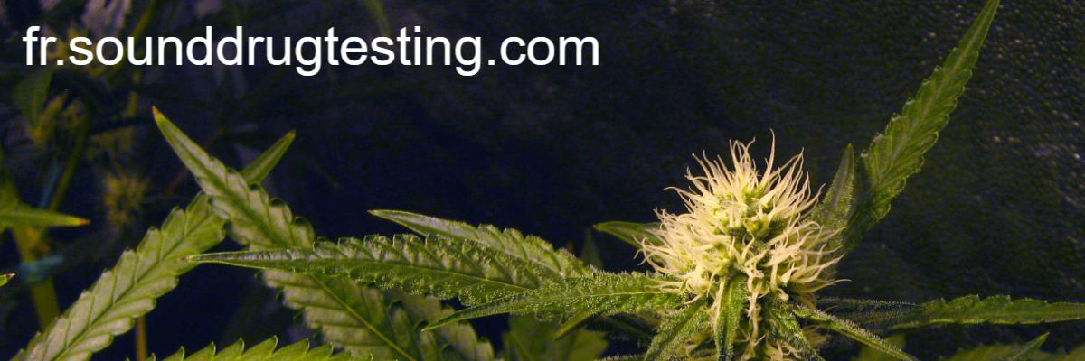 fr.sounddrugtesting.com